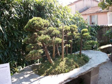 Le musée du bonzaï, à Biot
