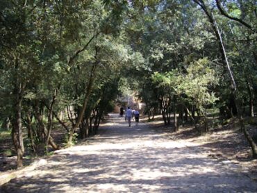 Le Thoronet. Le chemin ombragé qui conduit à l'Abbaye.